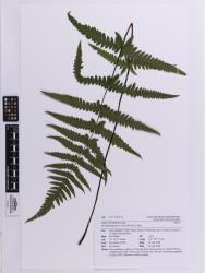 Pseudophegopteris aurita. Herbarium specimen of a self-sown plant from Kerikeri, AK 327895, showing 1-pinnate-pinnatifid frond with red-brown stipes, and elongated basal basiscopic pinnules on primary pinnae.
 Image: Auckland Museum © Auckland Museum All rights reserved.